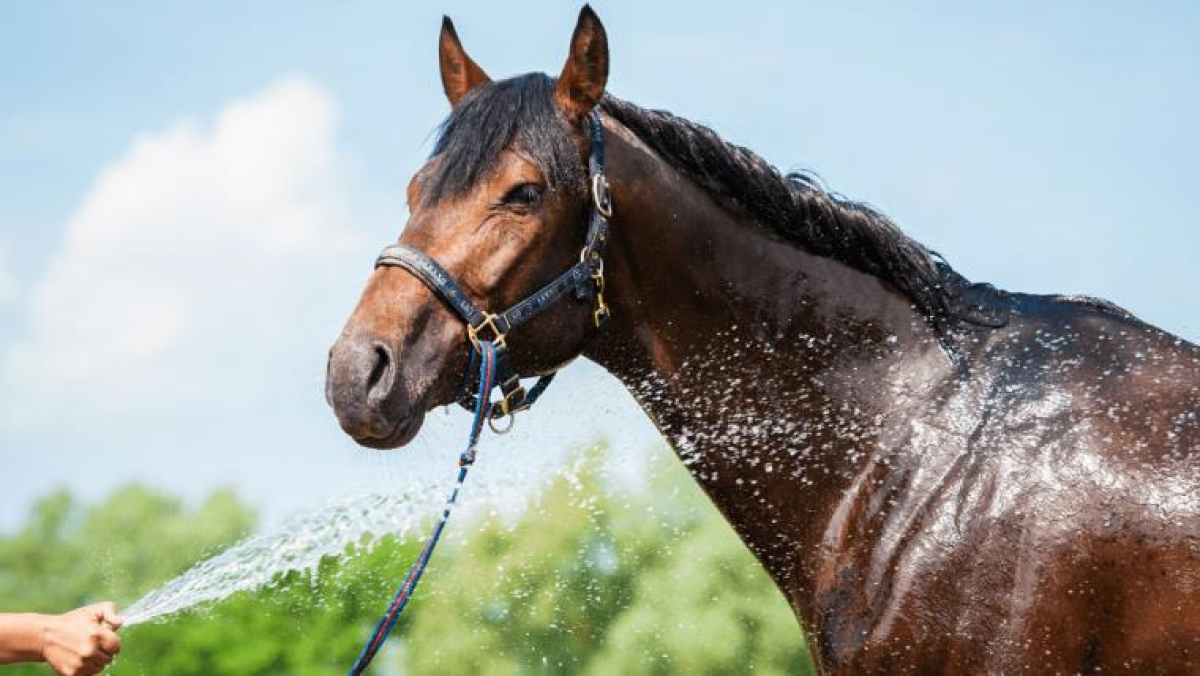 Manejo de 4 de los peligros más comunes del caballo en temporadas de calor