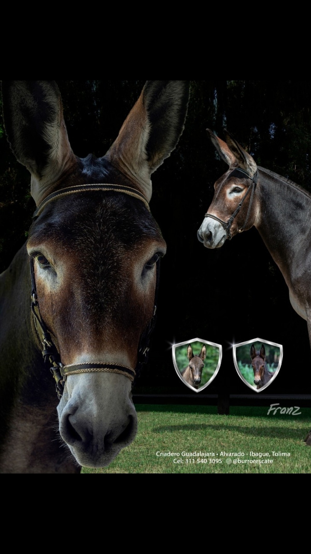 R E S C A T E.  Asnal de moda