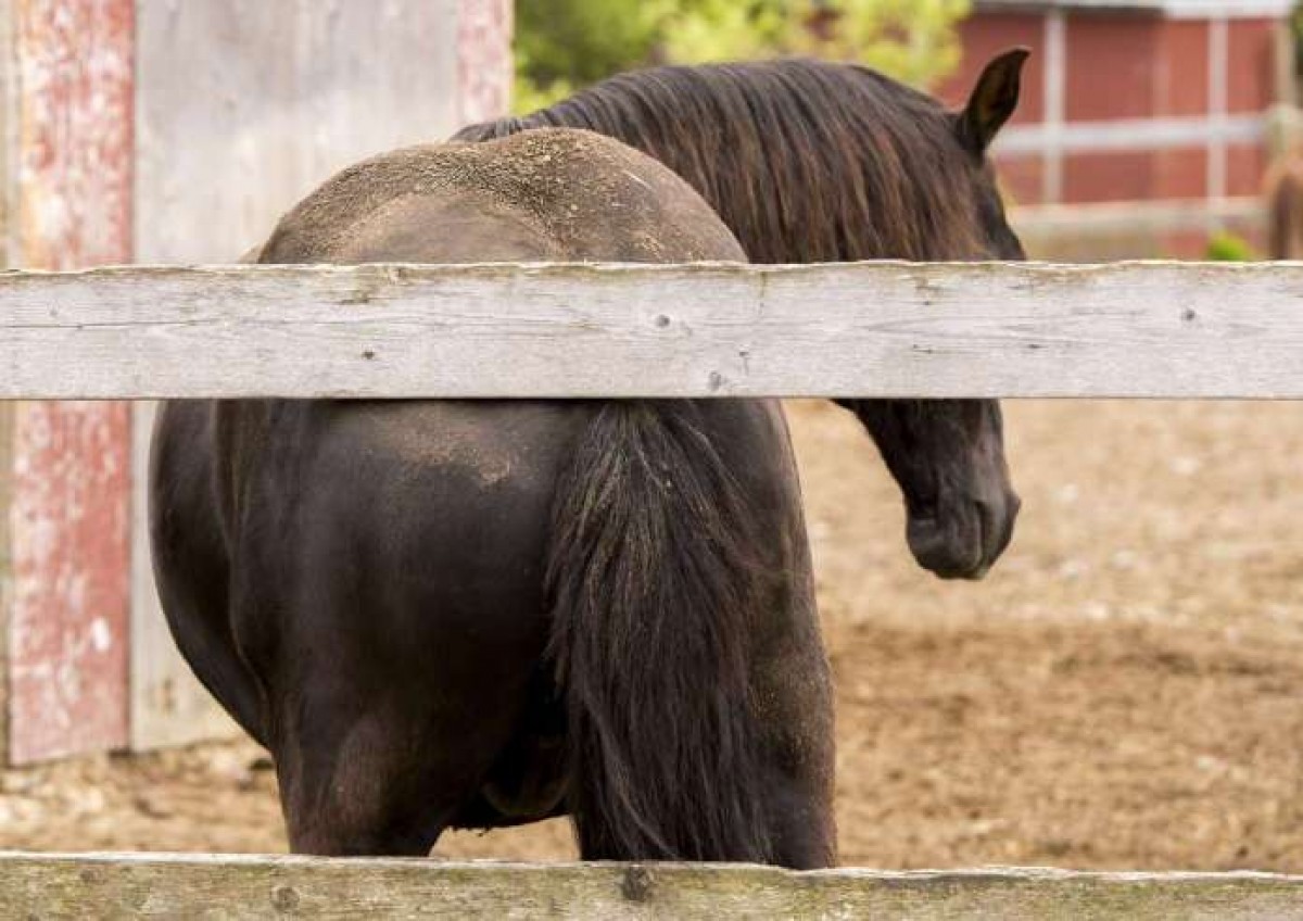 Parásitos intestinales del caballo