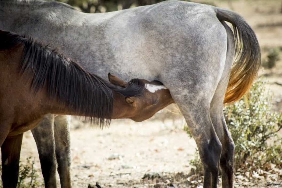 Desarrollo sociocognitivo y emocional de los caballos en el período de lactancia