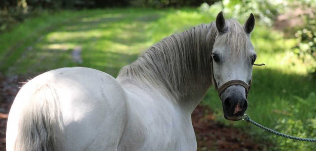 Los caballos disminuyen el número de parpadeos cuando están estresados