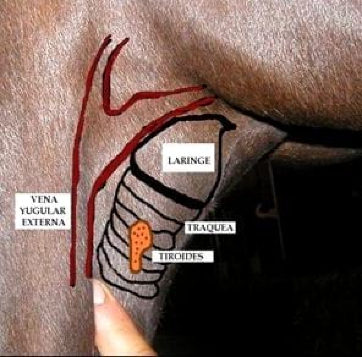 El papel de la tiroides en El caballo atleta