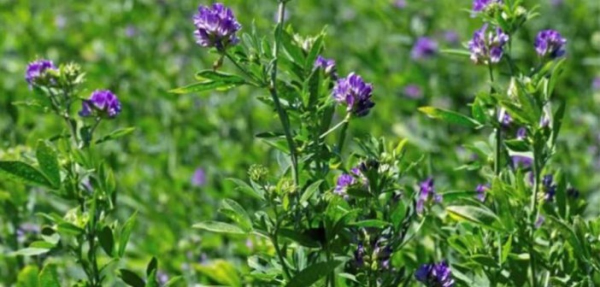 Alfalfa: ¿ángel o demonio?