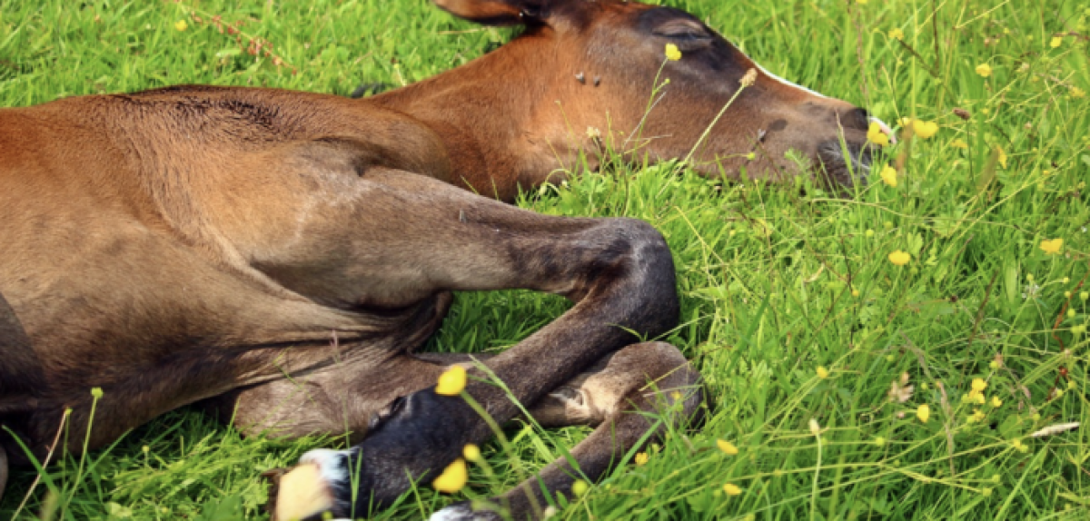 ¿Los caballos tienen trastornos del sueño?