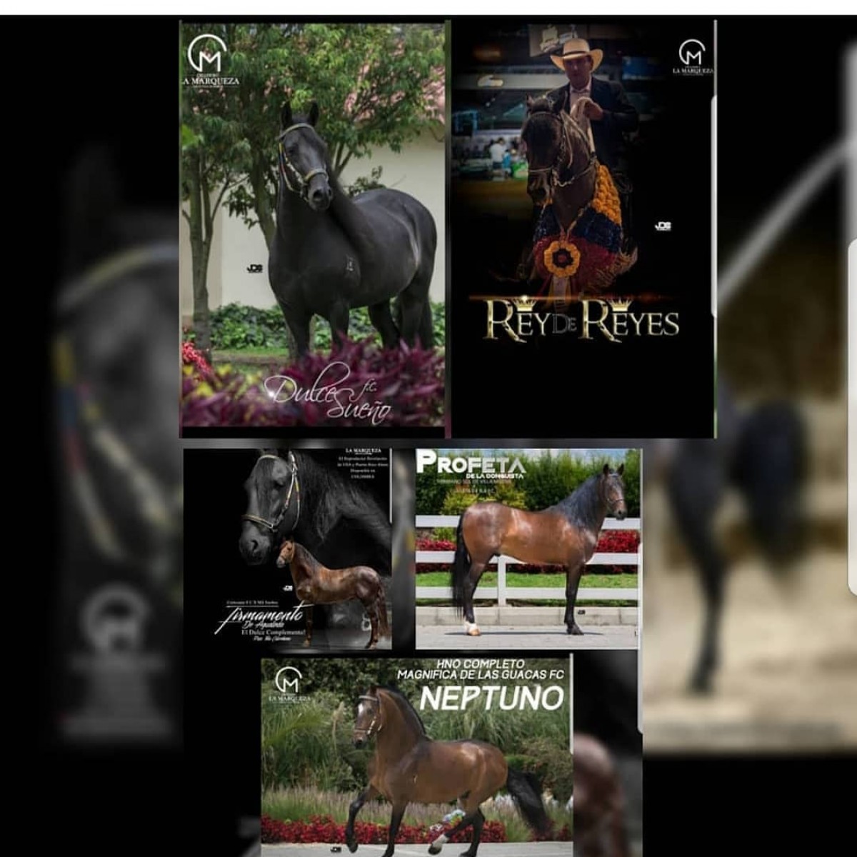Primer subasta virtual ELITE del Criadero La Marqueza.