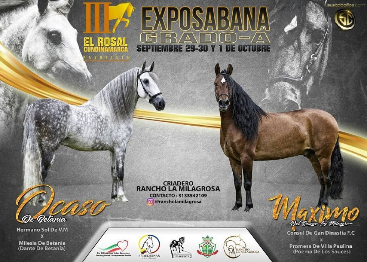 RESULTADOS III Exposición Equina Grado A El Rosal 2017, PASO FINO COLOMBIANO