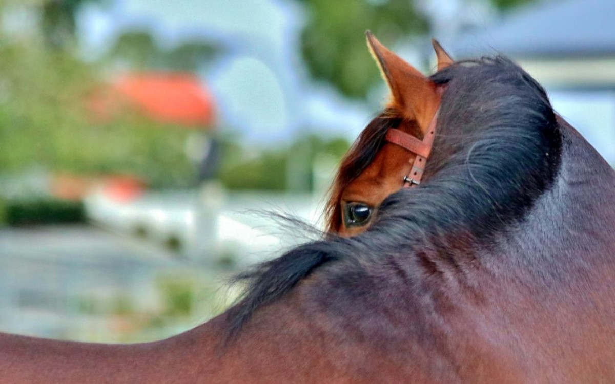 EL CABALLO TAMBIÉN SUFRE DE ESTRÉS