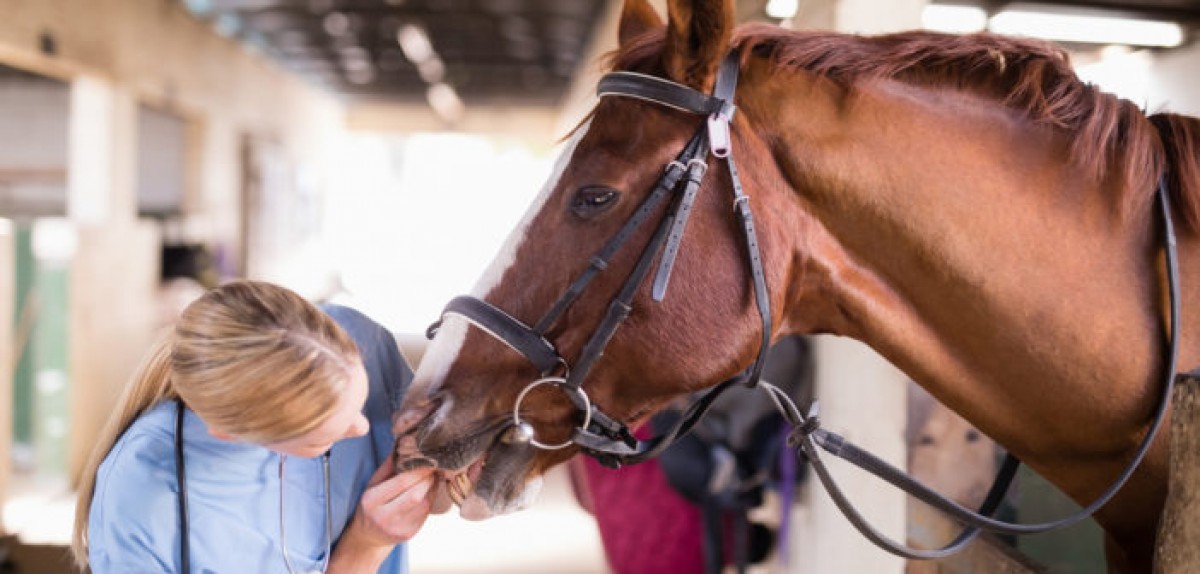 Patologías que pueden asociarse al manejo y a la equitación