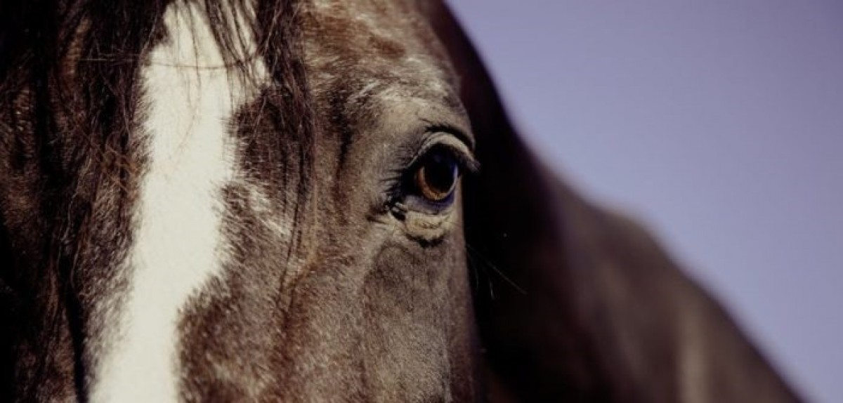 Lo que revelan las arrugas de los ojos de los caballos sobre su estado emocional