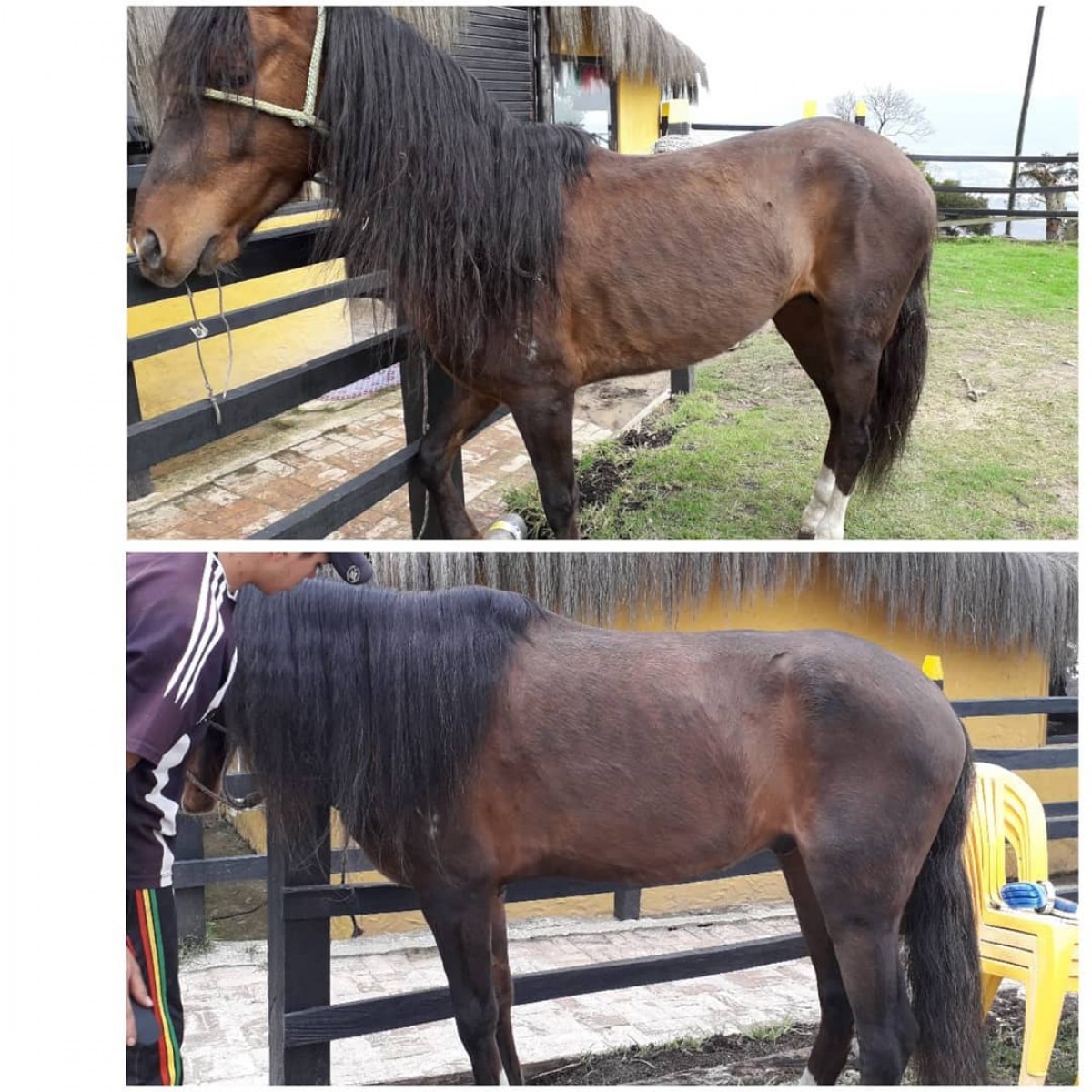 Resultados Sorprendentes Con el Aceite Mehorse