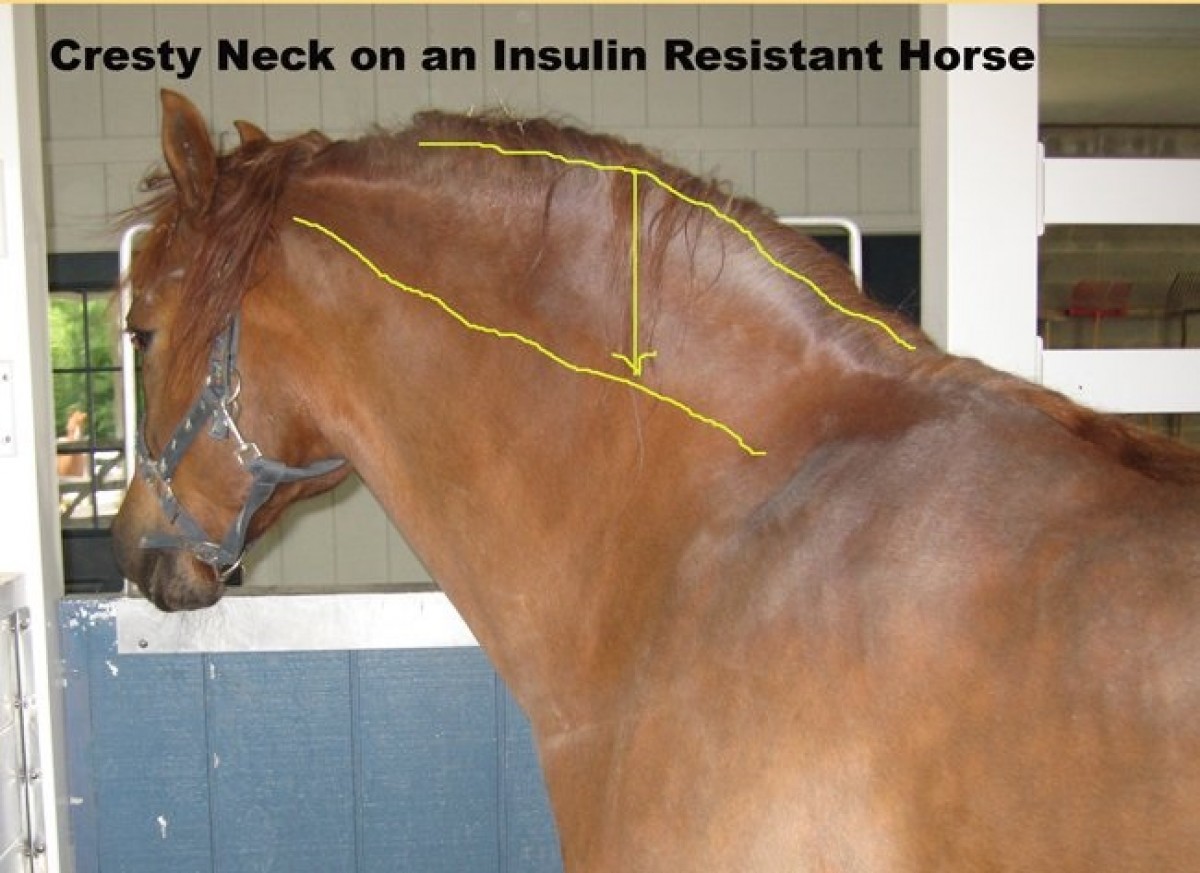 ¿Un caballo con sobrepeso tiene un problema de insulina?
