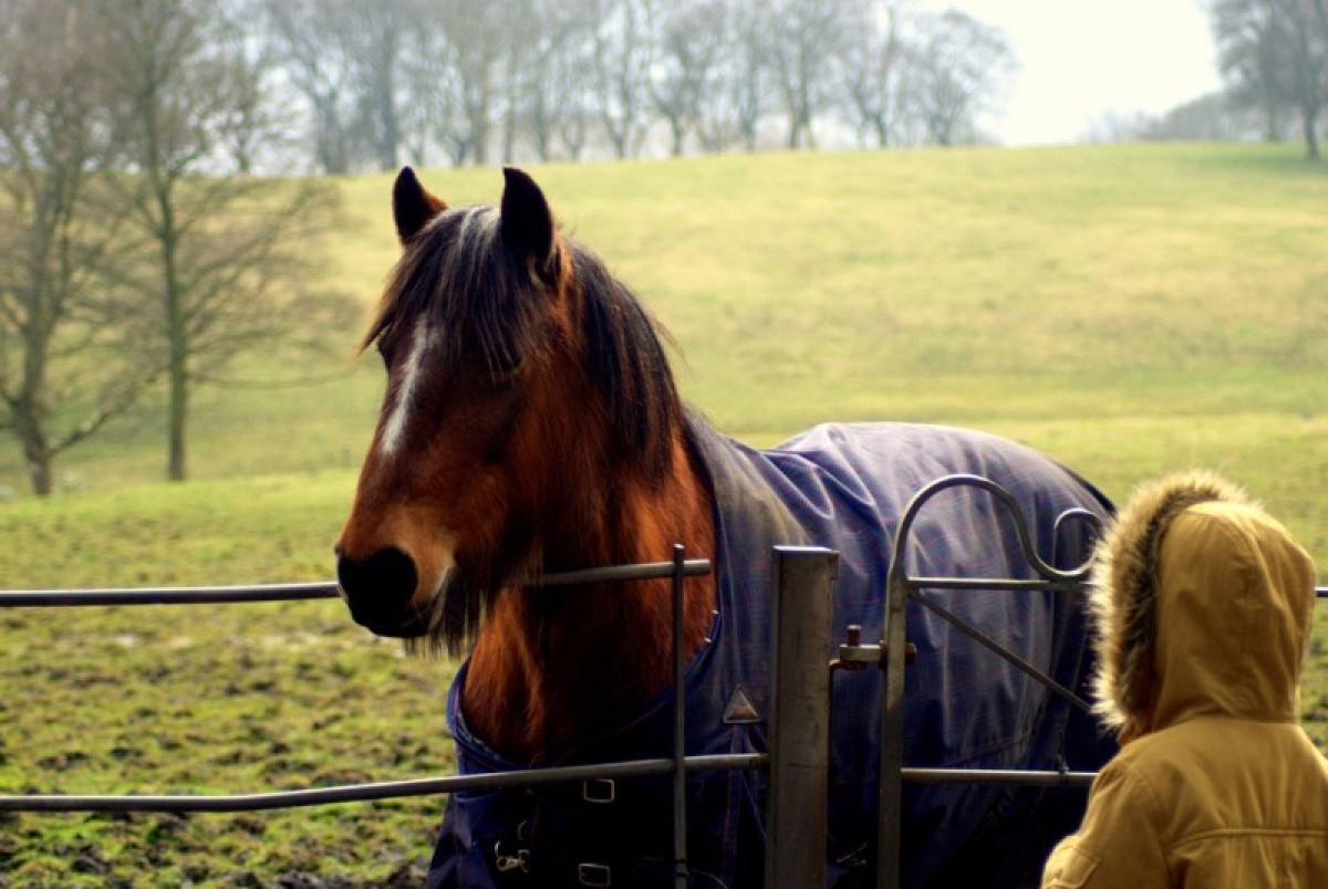 5 claves del cuidado y bienestar del caballo