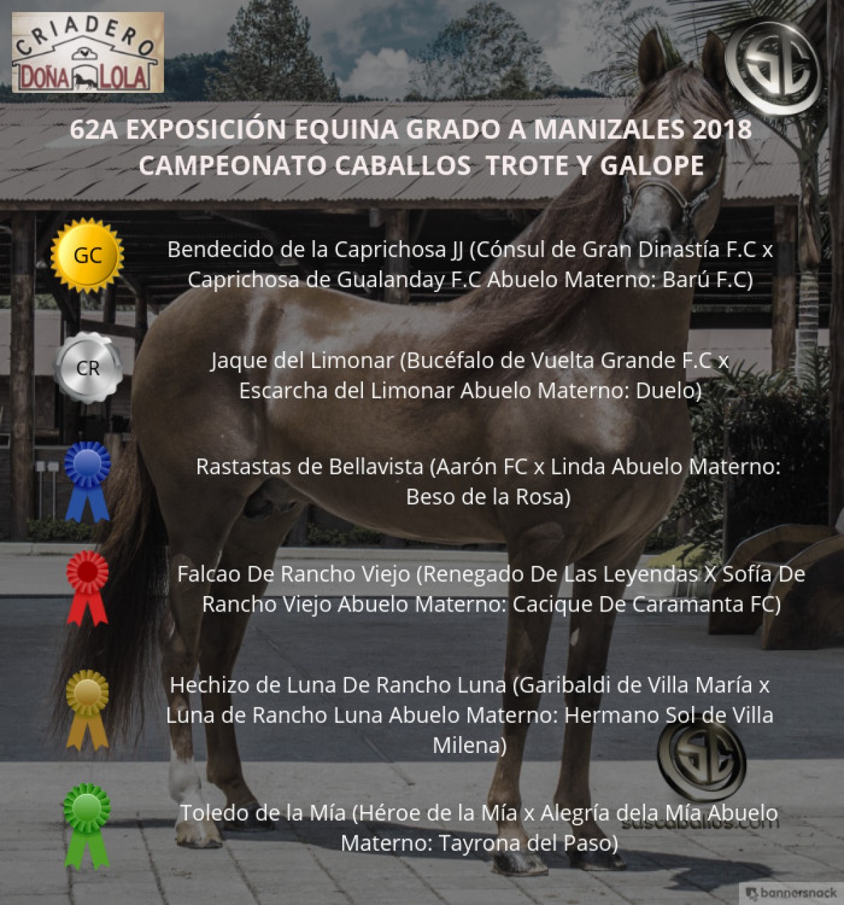 VÍDEO: Bendecido Campeón, Jaque Reservado, Trote Y Galope, Manizales 2018