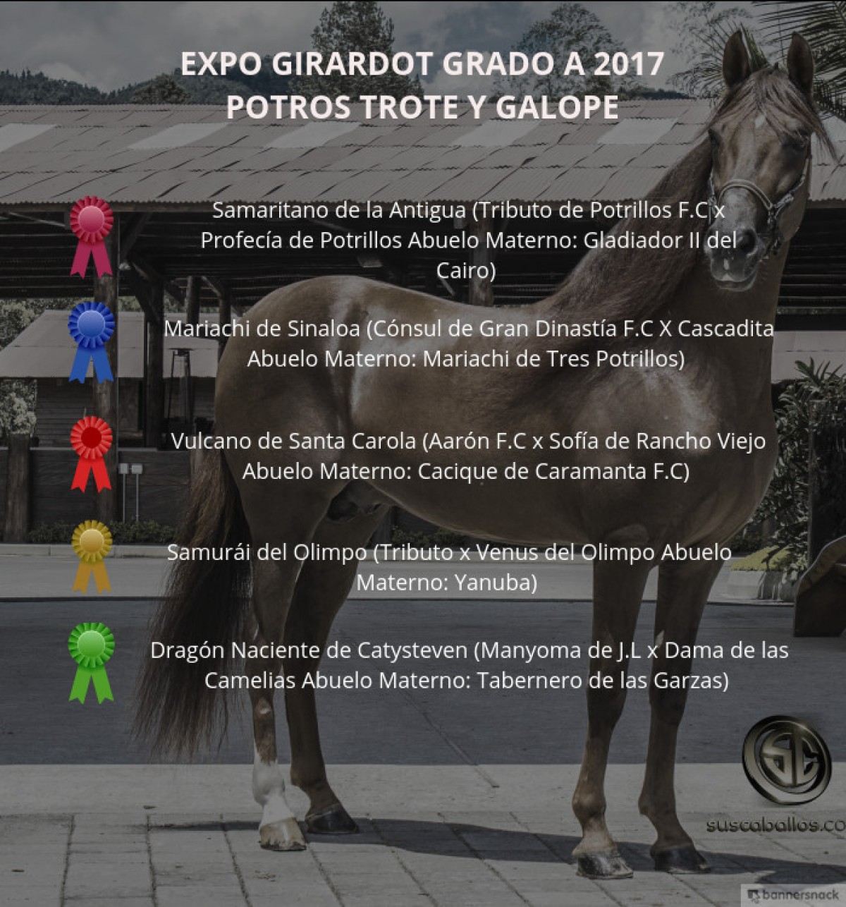VÍDEO: Samaritano Mejor, Mariachi 1P, Potros Trote Y Galope, Expo Girardot 2017