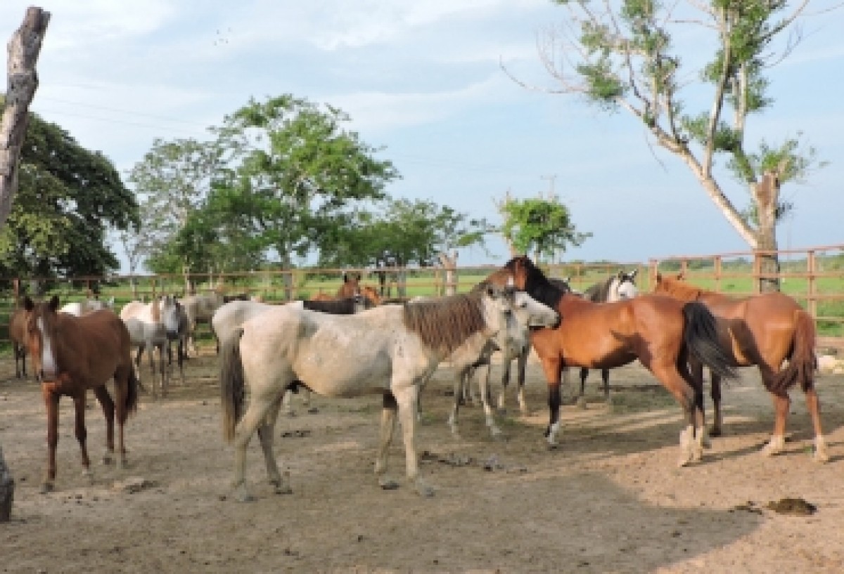 En Arauca adelantan estudio del caballo criollo de la región