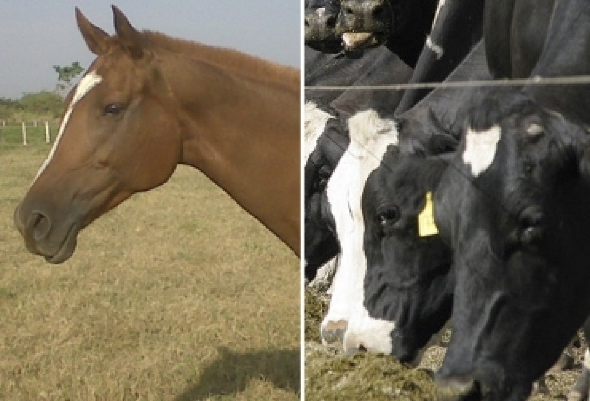 ¿Cómo se presenta la tetania de lactancia en bovinos y equinos?