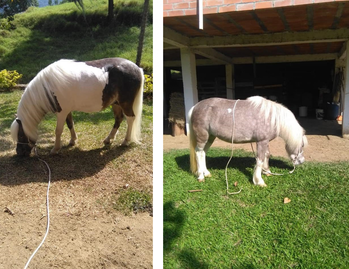 Se vende macho y hembra Semi-ponys de buena genetica