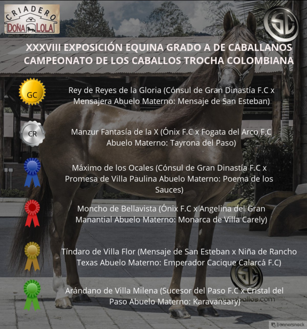 VÍDEO: Rey De Reyes Campeón, Manzur Reservado, Trocha Colombiana, Caballanos