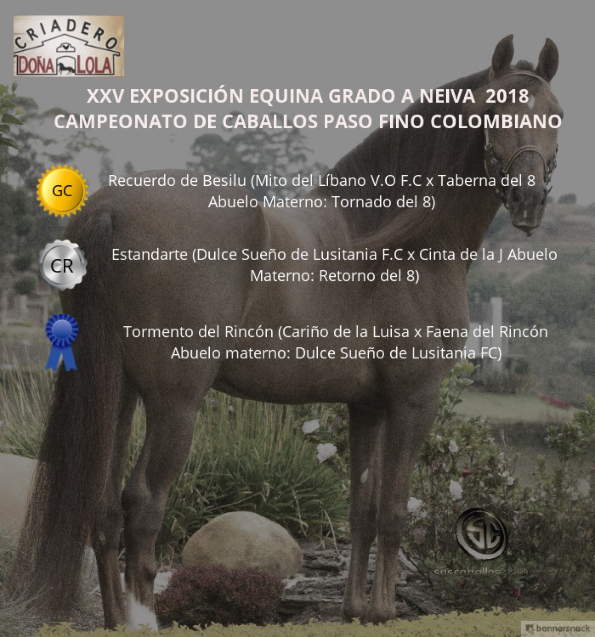 VÍDEO: Recuerdo Campeón, Estandarte Reservado, Paso Fino Colombiano - Neiva 2018