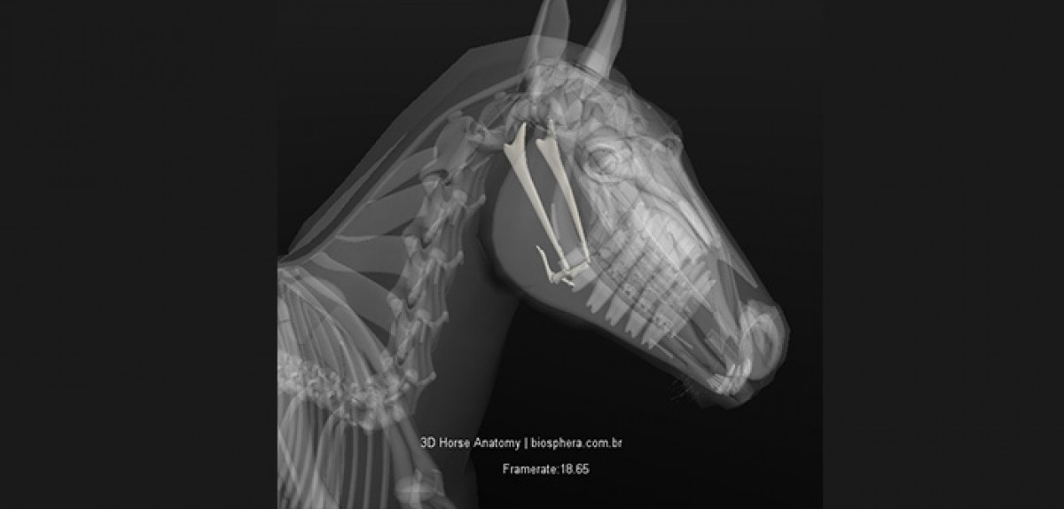 El Aparato Hioideo: una lengua relajada para un caballo conectado