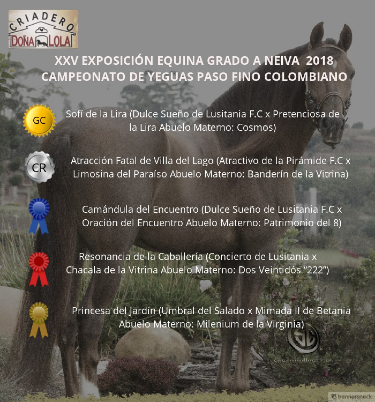 VÍDEO: Sofí Campeona, Atracción Reservada, Paso Fino Colombiano Neiva 2018