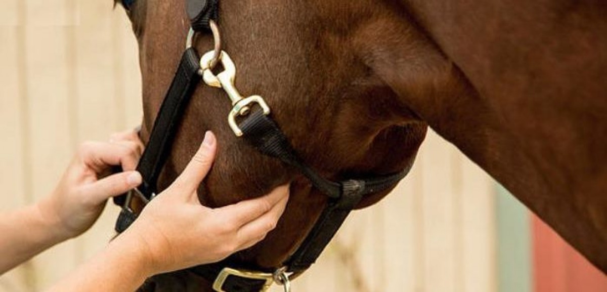 Las constantes vitales de un caballo sano y cómo medirlas