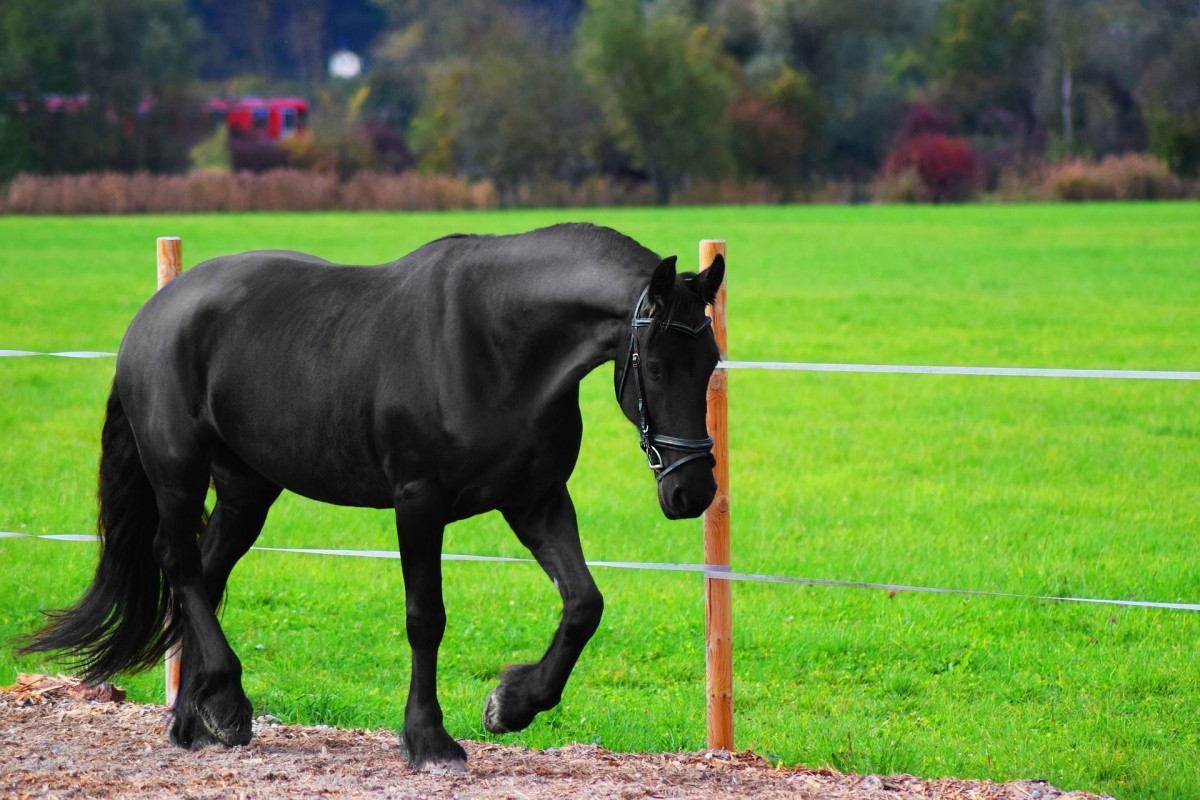 Como afecta la restricción de forraje al comportamiento de los caballos