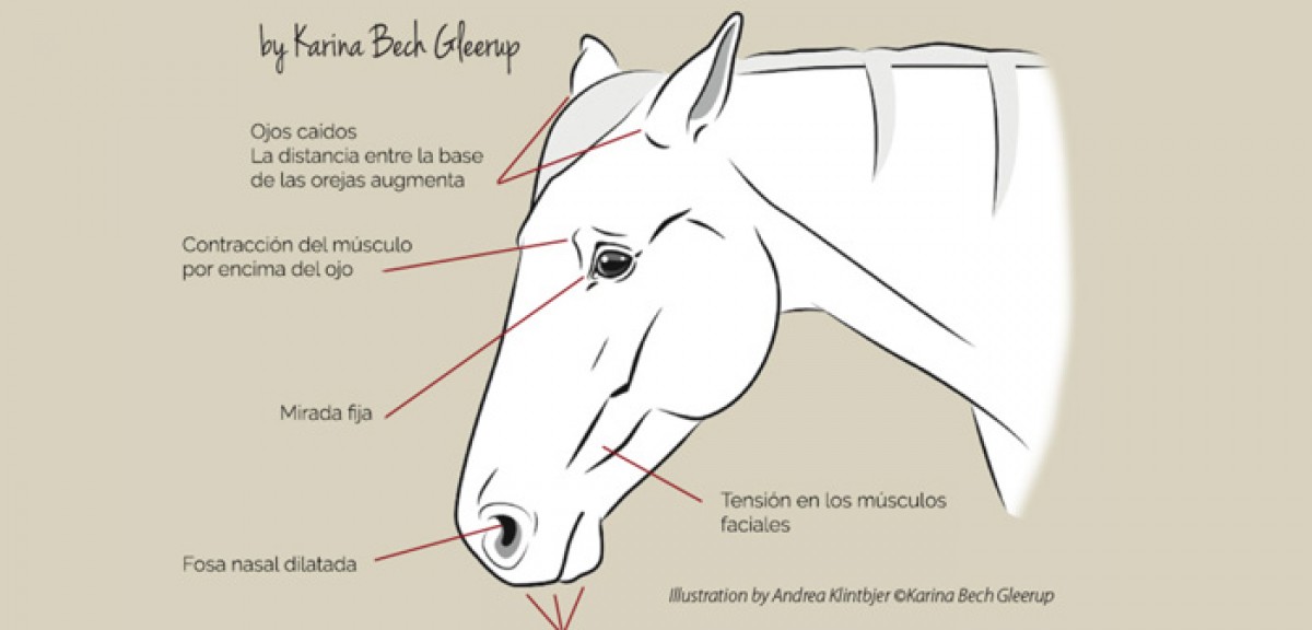 Identificar la expresión de dolor en un caballo