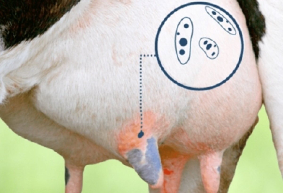 La mastitis estaría asociada a la pérdida temprana de gestación en vacas