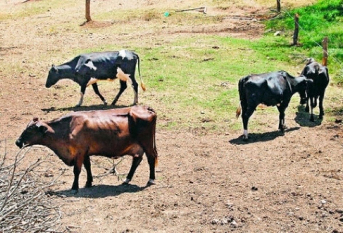 ¿Cómo la deficiencia de nutrientes afecta la reproductividad bovina?