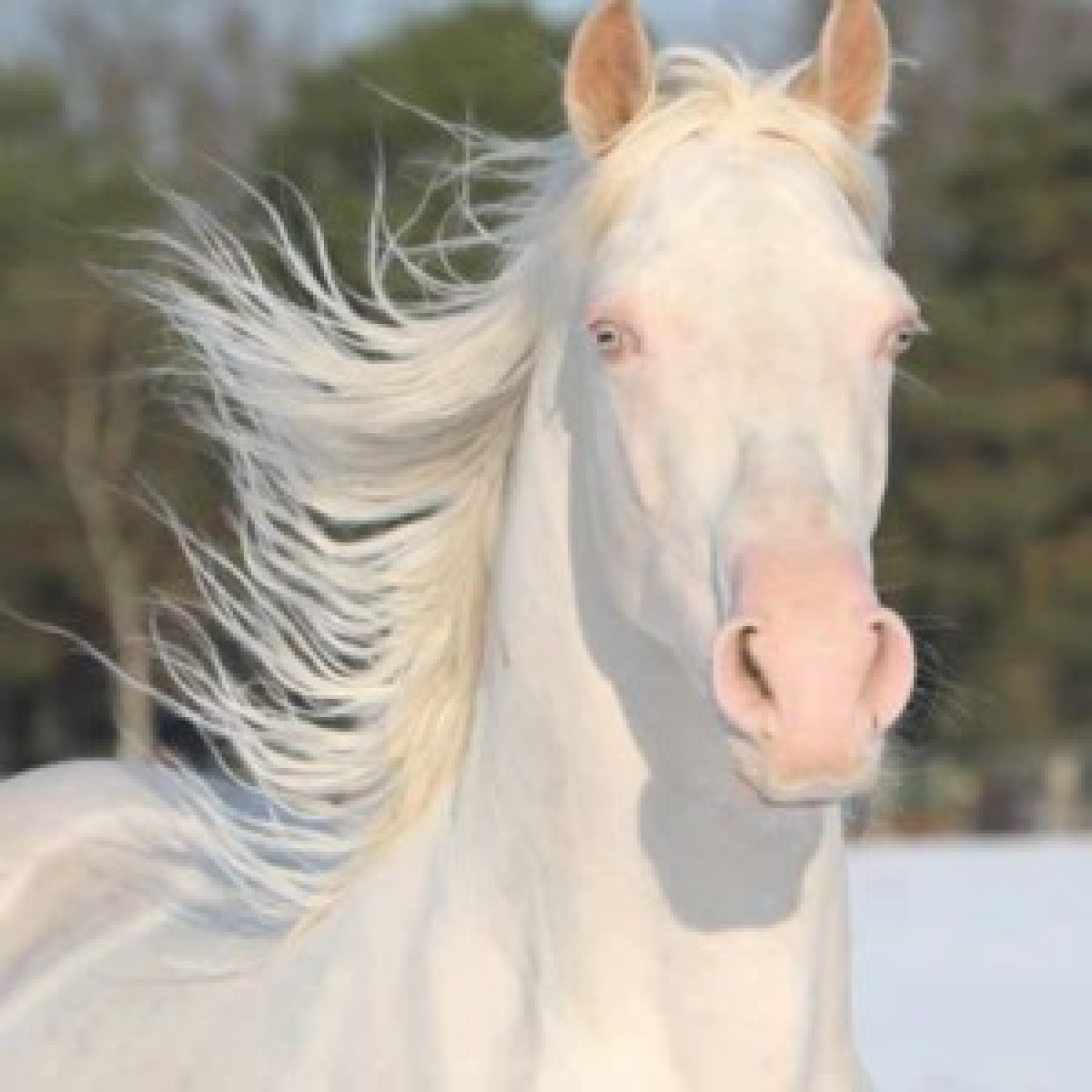 Los caballos albinos… ¿existen?