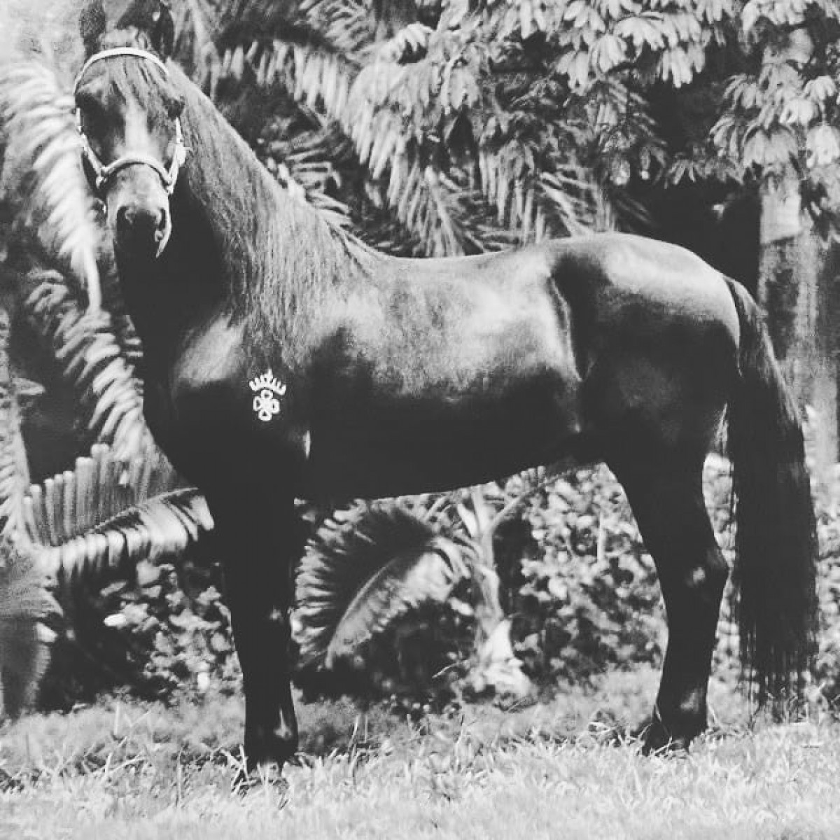 A Sus 30 Años Muere La Leyenda Viva del Paso Fino Colombiano: Patrimonio del 8
