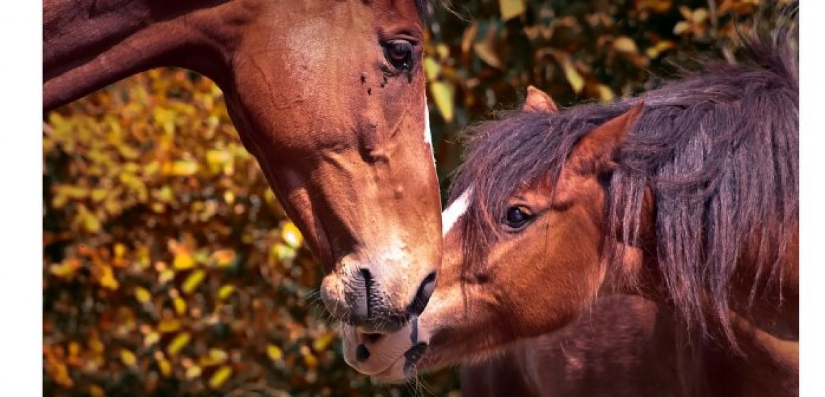 ¿Cómo medimos la calidad de vida de un caballo?