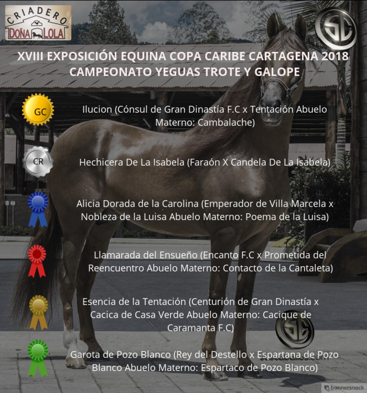 VÍDEO:Ilusión Campeona,Hechicera Reservada, Trote Y Galope,Copa Caribe Cartagena