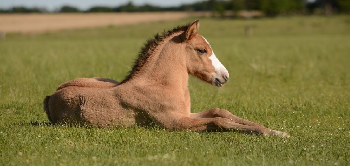 ¿El caballo nace o se hace?