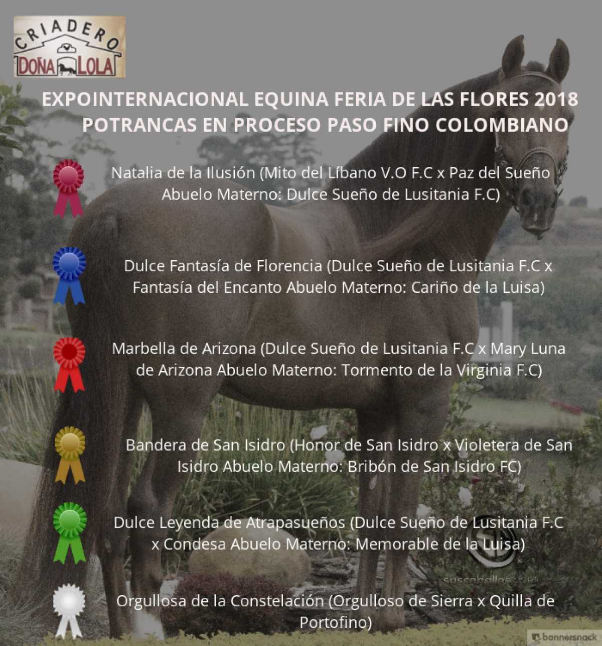 :RESULTADOS 60 años Expointernacional Equina Feria de Flores 2018 - PASO FINO COLOMBIANO