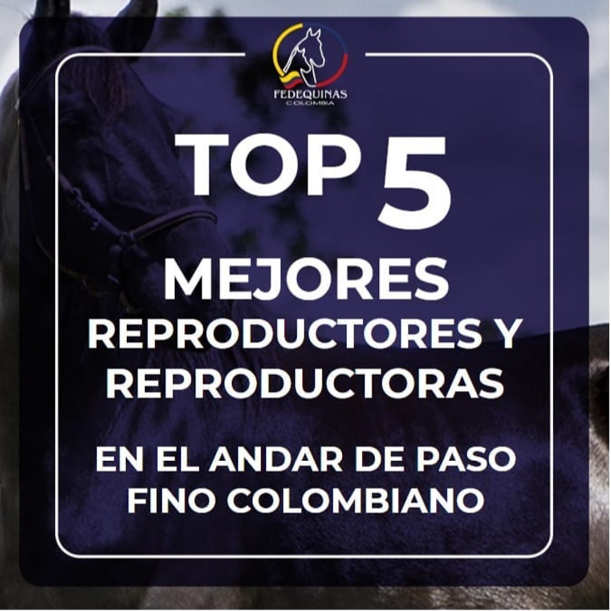 Top 5 Mejores Reproductores y Reproductoras Paso Fino Colombiano