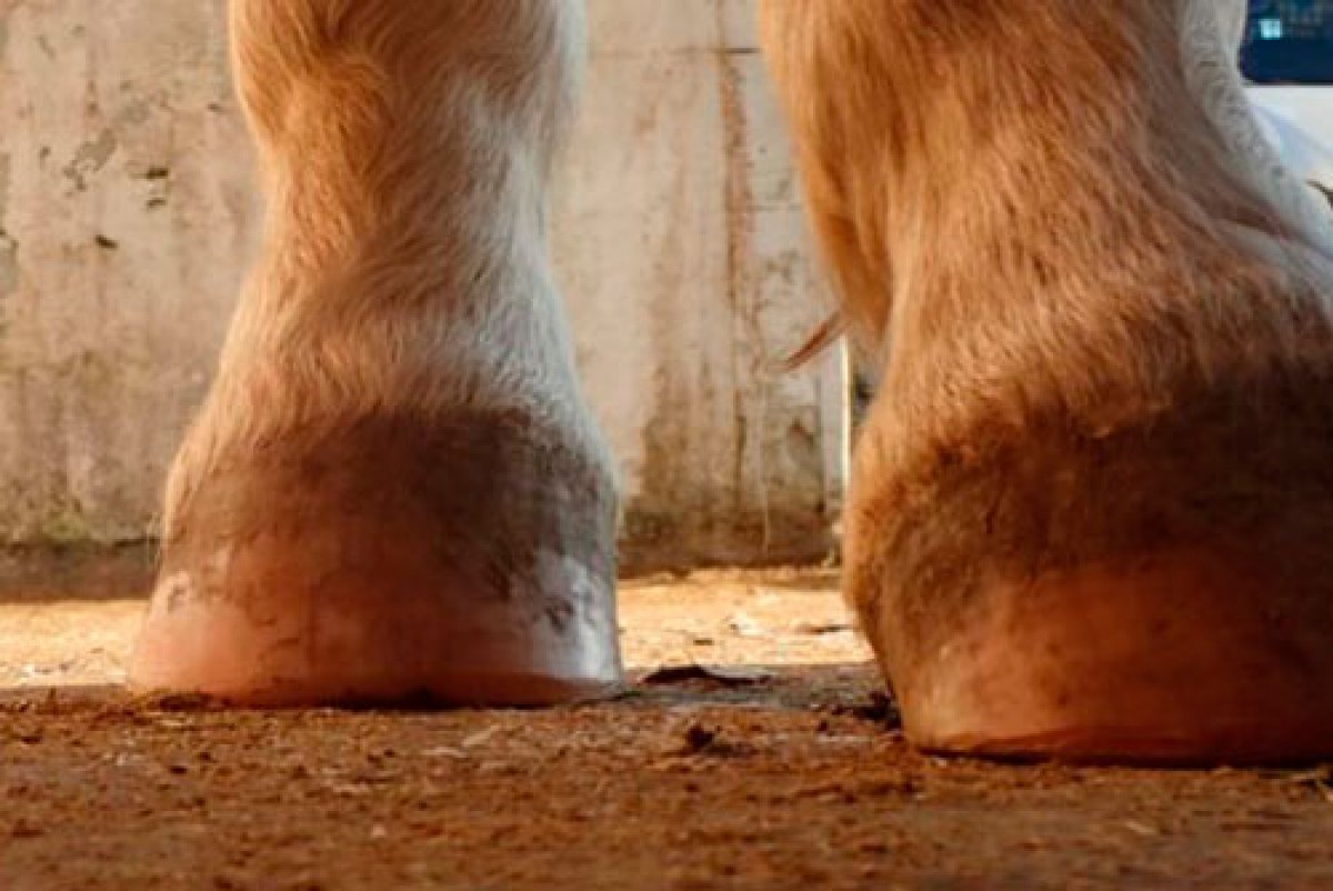 El Barefoot : Técnica para Mantener “Descalzos” a los Caballos