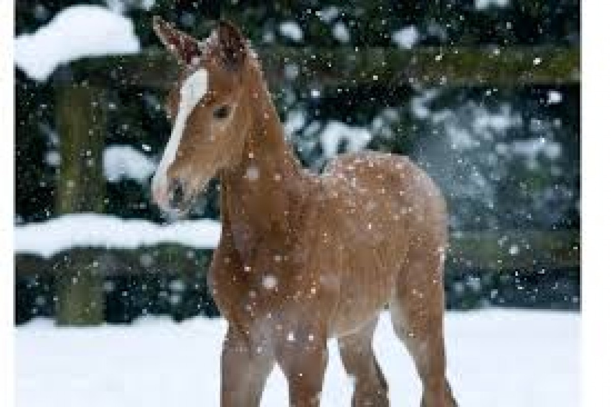 Que Es La Temperatura Cr&iacute;tica De Un Caballo