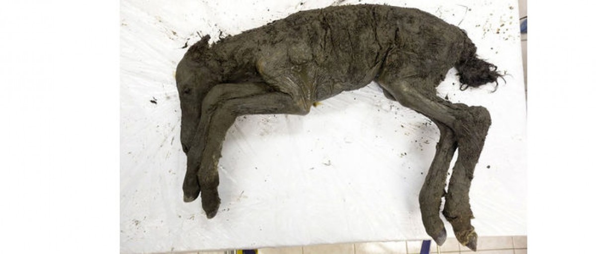 Descubren en Siberia los restos de un potro que se extinguió hace 40.000 años