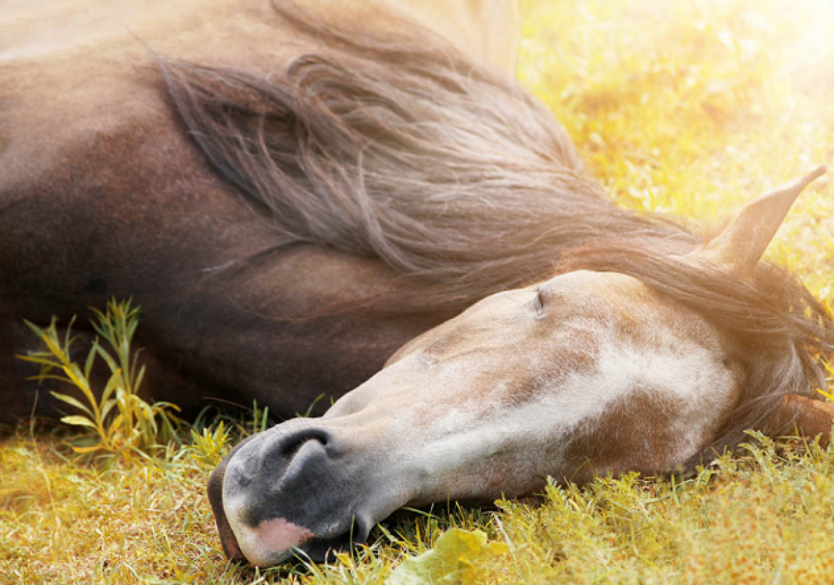 El caballo y el sueño