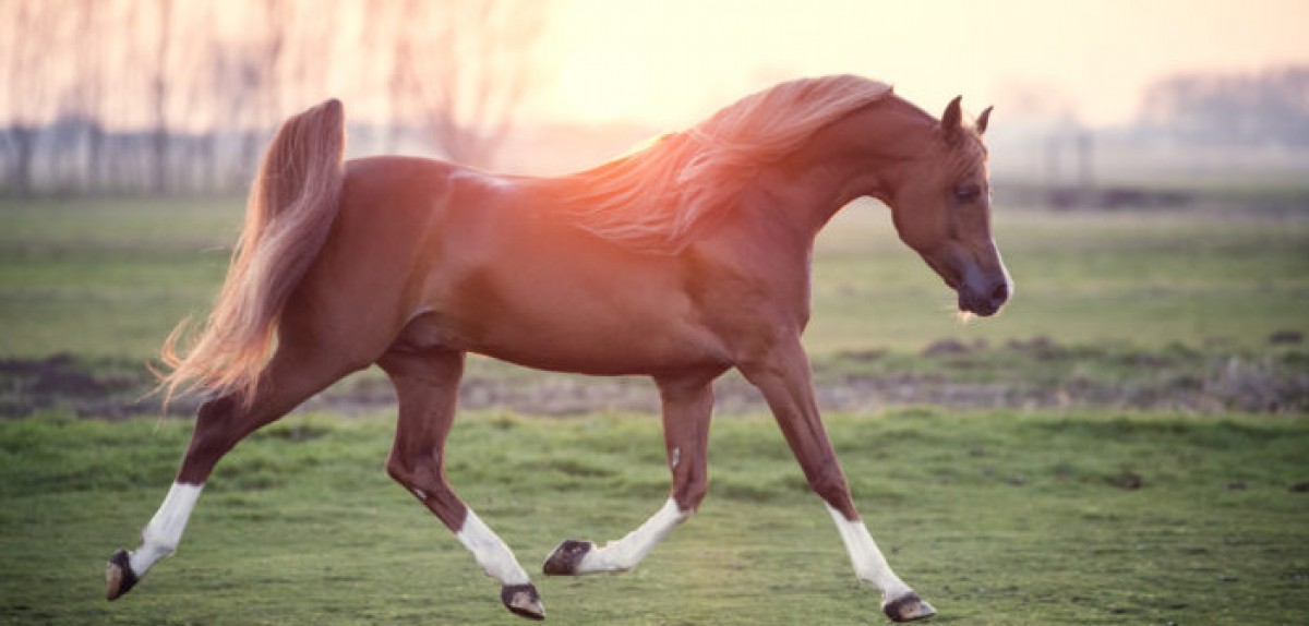 Los caballos árabes tienen cuatro huesos menos que otras razas