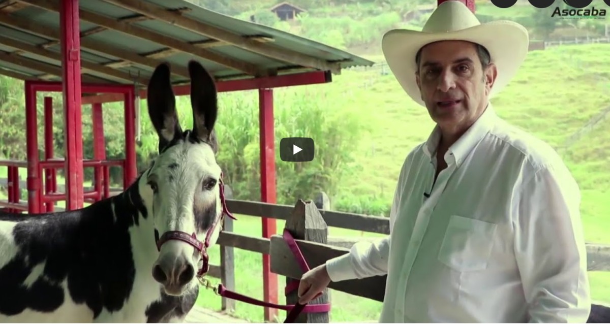 Vídeo: Aprendiendo un Poco de Mulas Con Germán Vélez