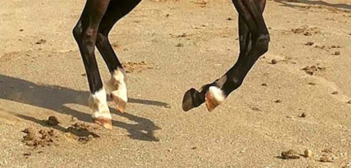 La nutrición y sus consecuencias en el casco del caballo: más allá de la biotina