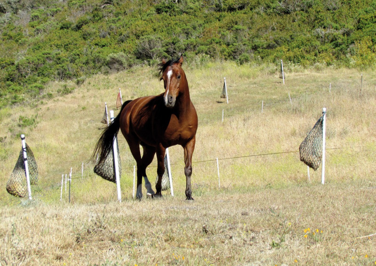 Paddock Paradise, un concepto natural para la estabulación de caballos