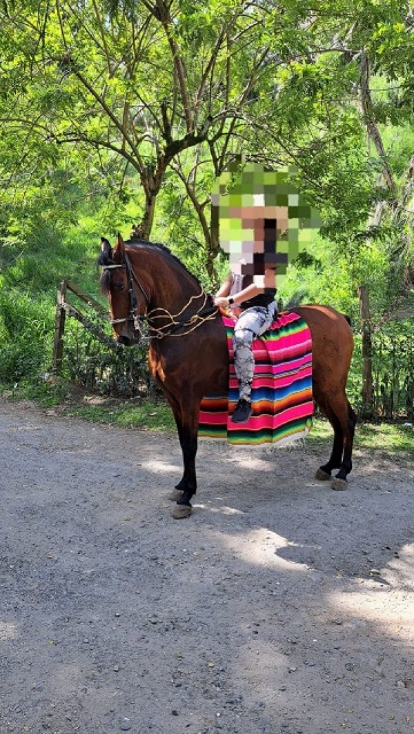 https://suscaballos.com/Se vende caballo 5 años de edad hijo de renegado de las leyendas