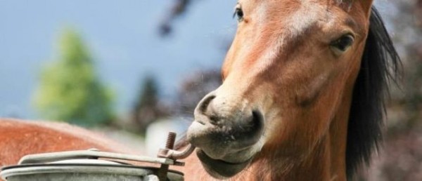 https://suscaballos.com/Motiva la curiosidad natural de tu caballo