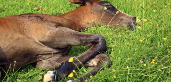 https://suscaballos.com/¿Los caballos tienen trastornos del sueño?