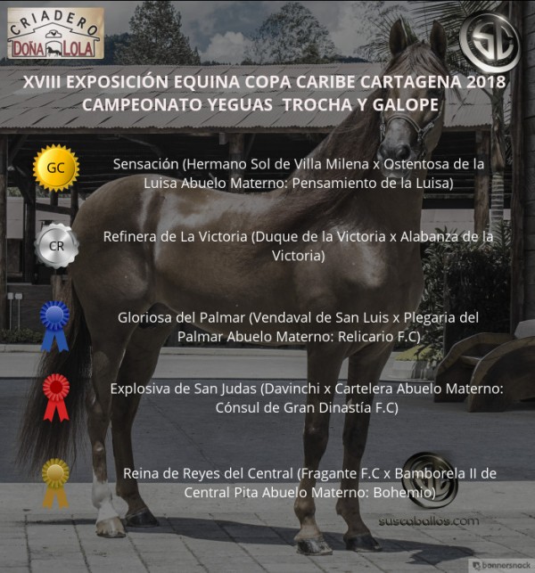 https://suscaballos.com/VÍDEO:Sensación Campeona,Refinera Reservada,Trocha Y Galope,Copa Caribe Cartagena