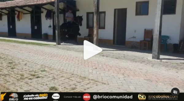 https://suscaballos.com/Video: Antares de Las Palmas  